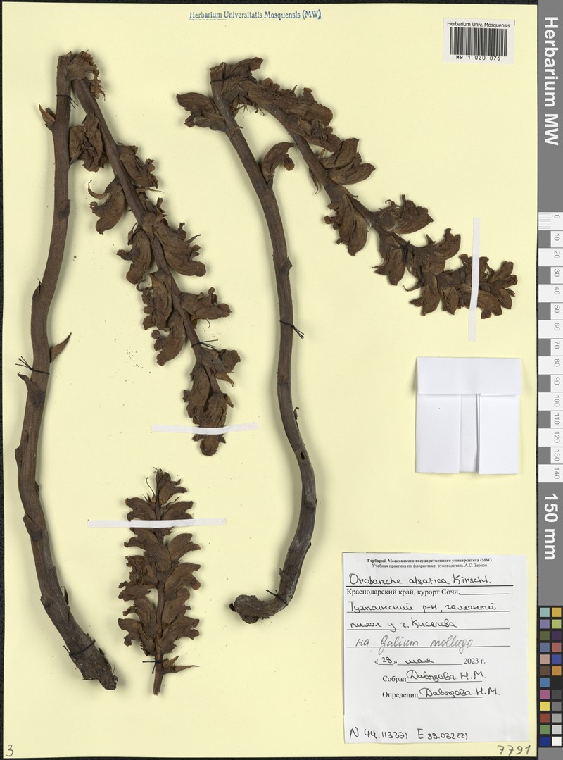 Orobanche buekii