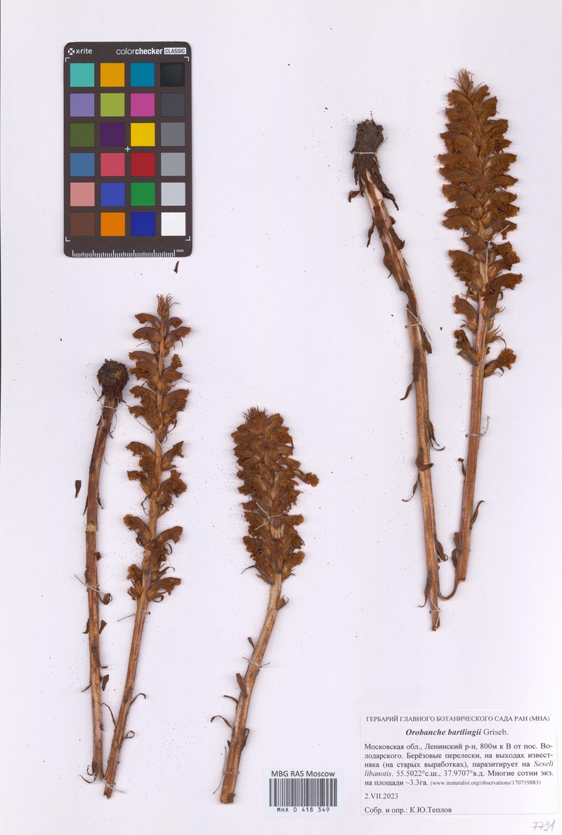 Orobanche buekii photo 2