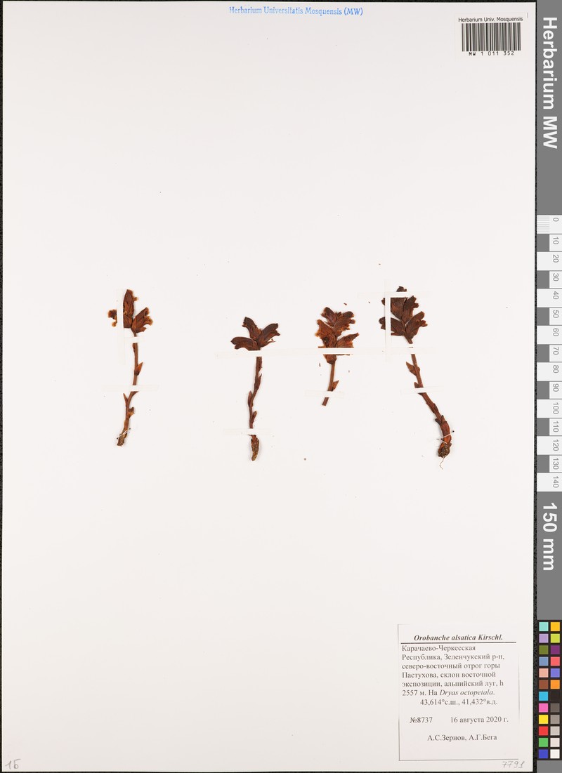 Orobanche buekii photo 3