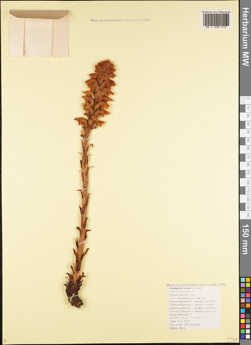 Orobanche buekii photo 4