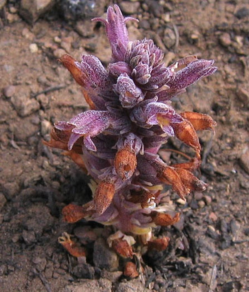 Chaparral Broomrape