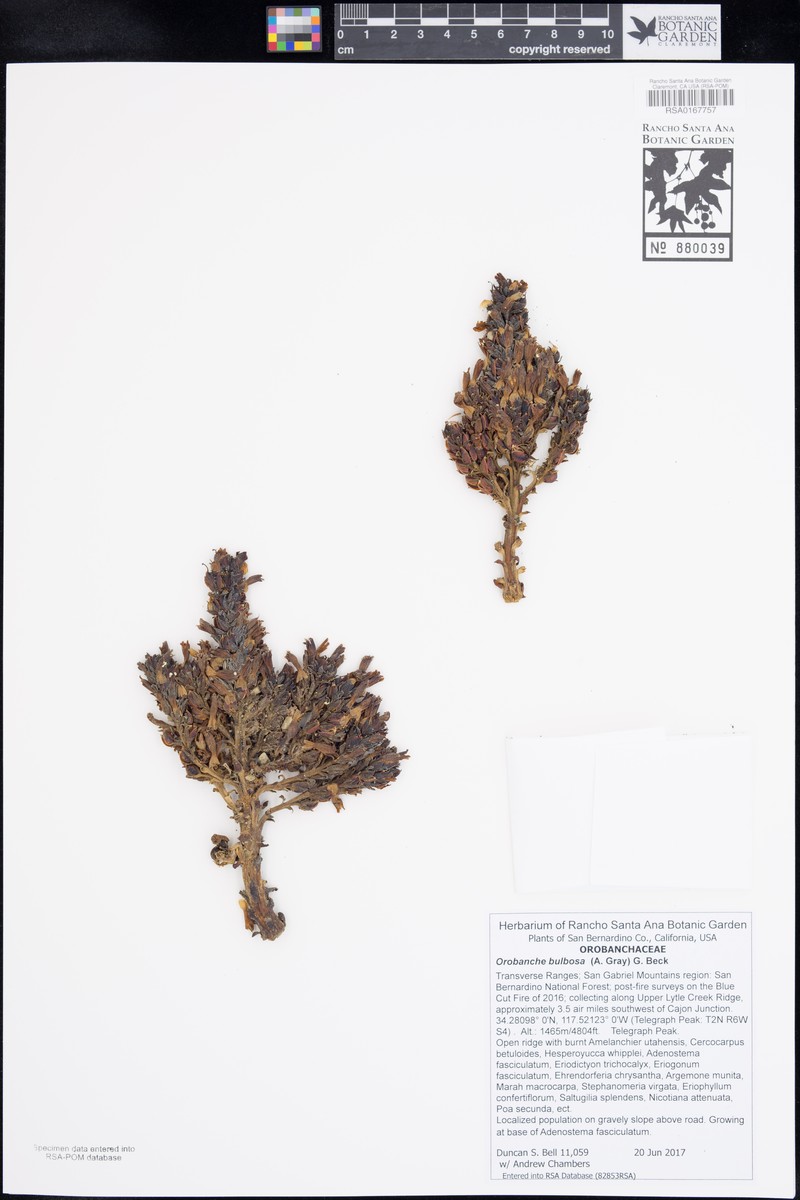 Chaparral Broomrape photo 3