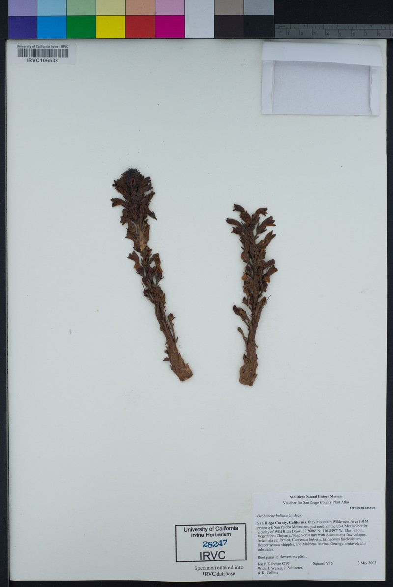 Chaparral Broomrape photo 4