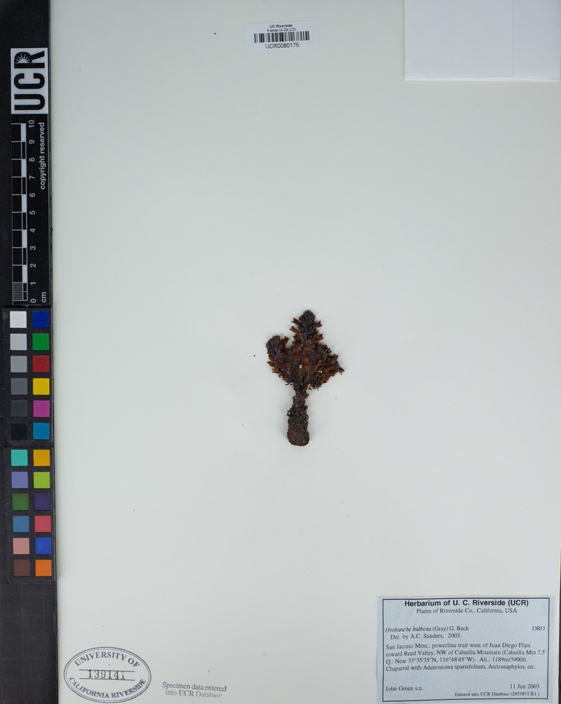 Chaparral Broomrape photo 5