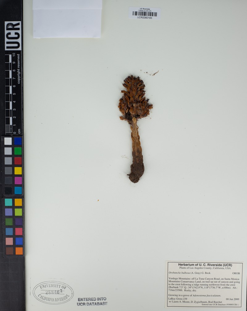 Chaparral Broomrape photo 6