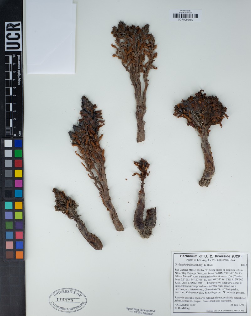 Chaparral Broomrape photo 7