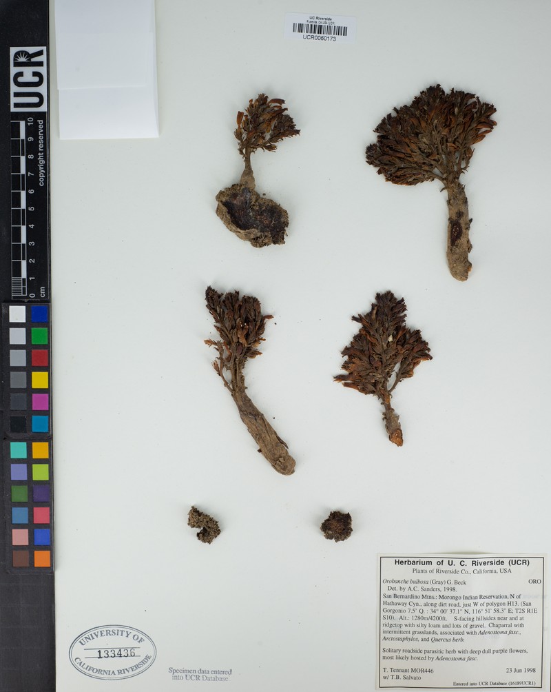 Chaparral Broomrape photo 8