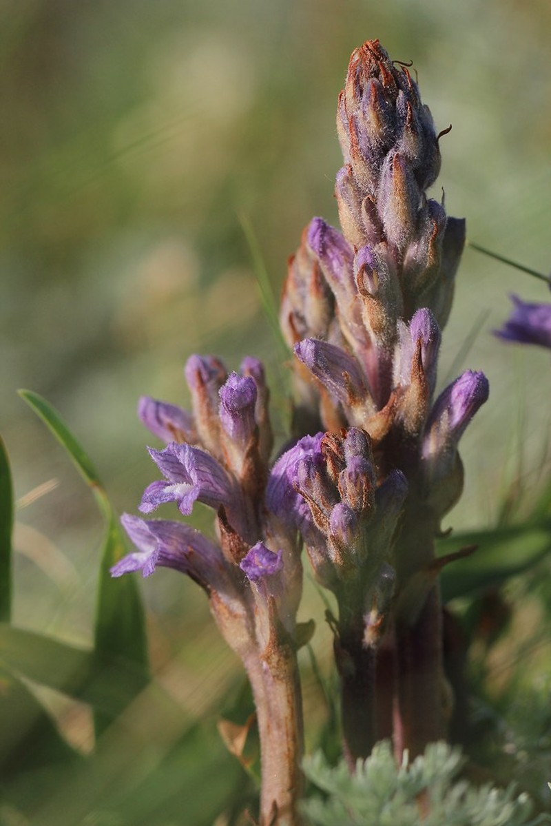 Orobanche caesia photo 2