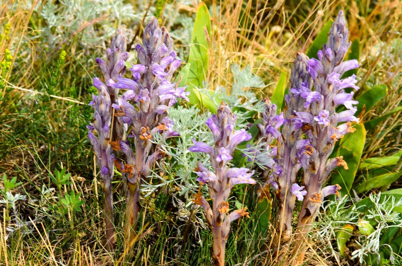Orobanche caesia photo 3