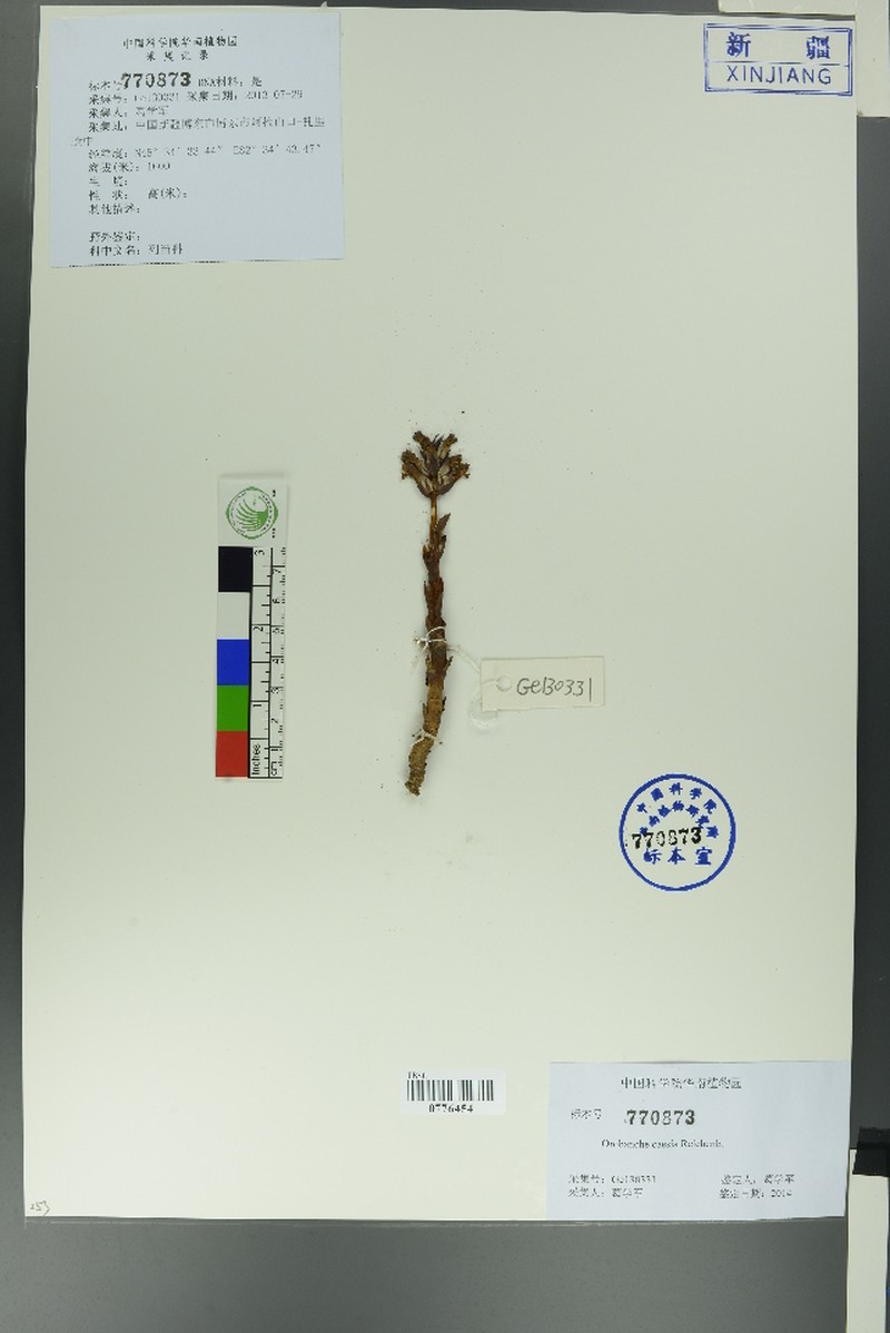 Orobanche caesia photo 4