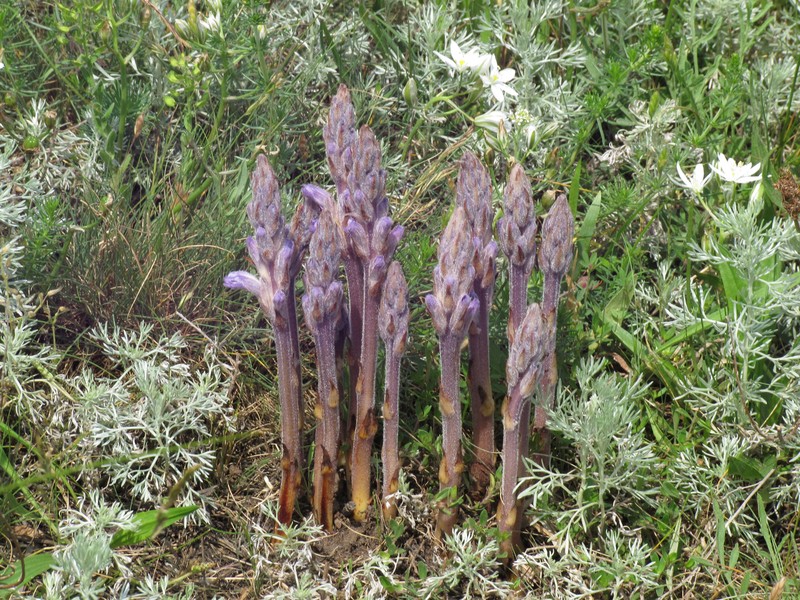 Orobanche caesia
