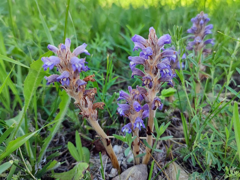 Orobanche caesia photo 5