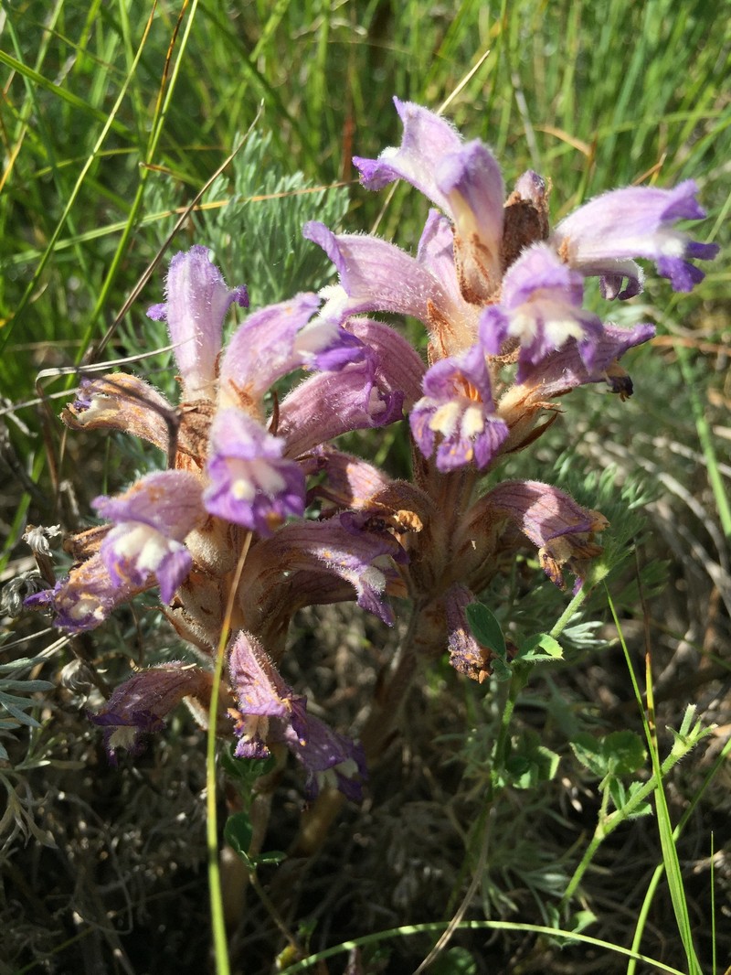 Orobanche caesia photo 6