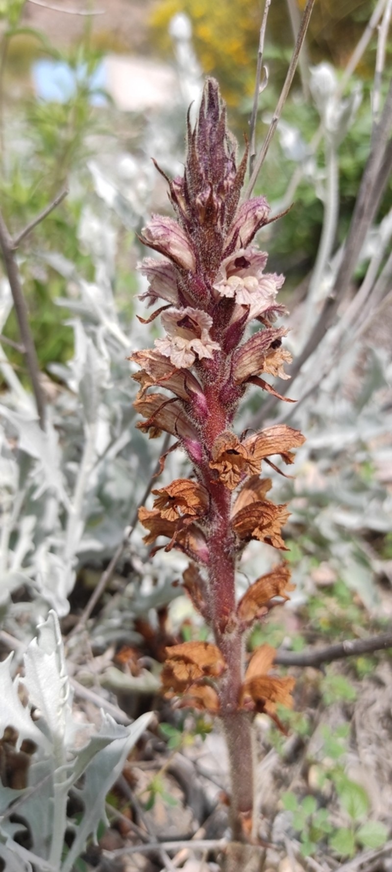 Orobanche calendulae