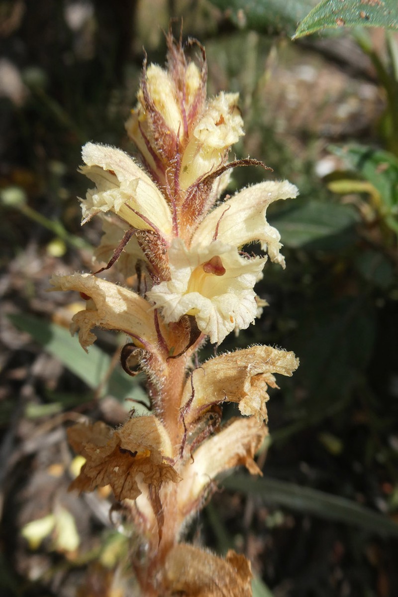 Orobanche calendulae photo 2