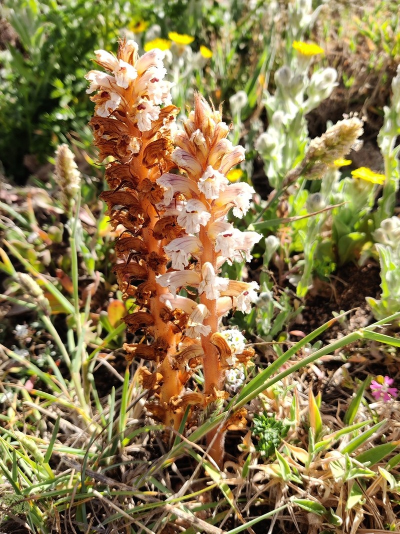 Orobanche calendulae photo 3