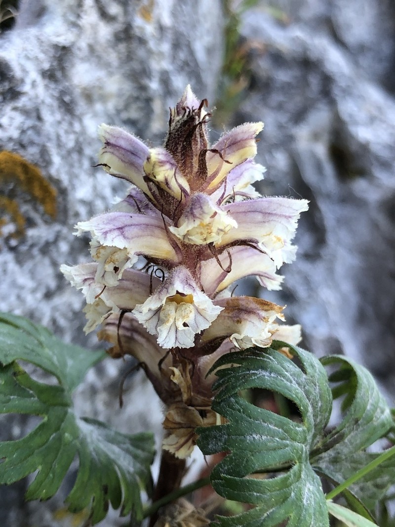 Orobanche calendulae photo 4