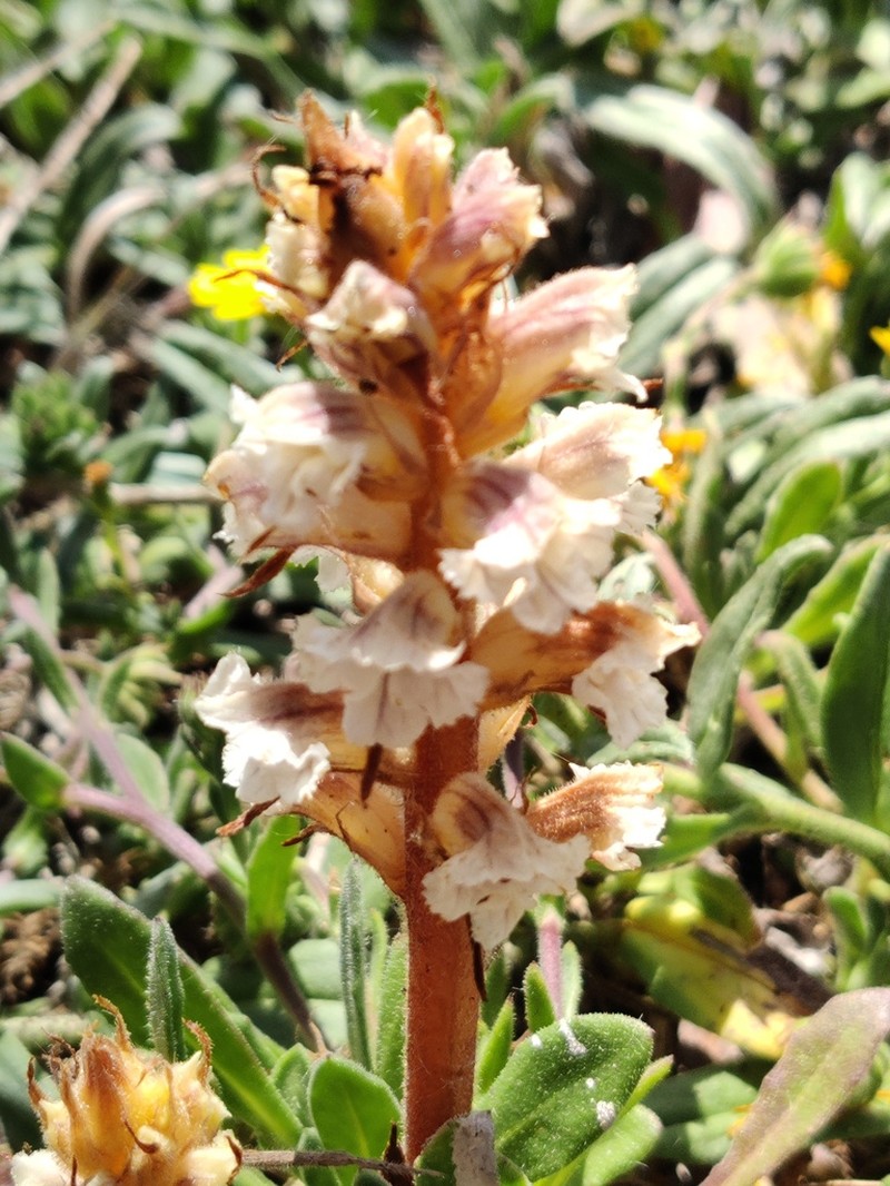 Orobanche calendulae photo 5