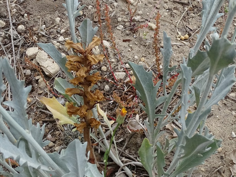 Orobanche calendulae photo 6