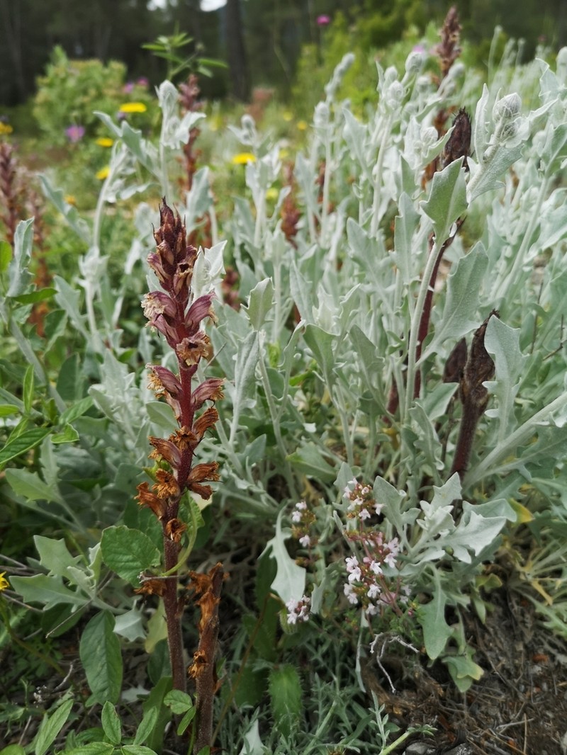 Orobanche calendulae photo 7