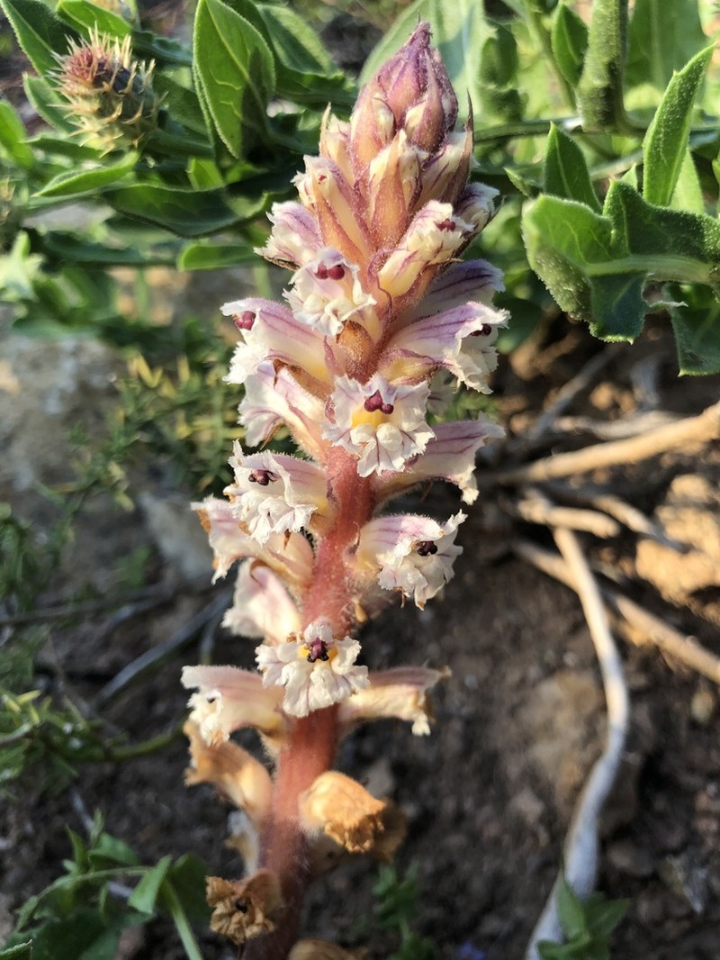 Orobanche calendulae photo 8