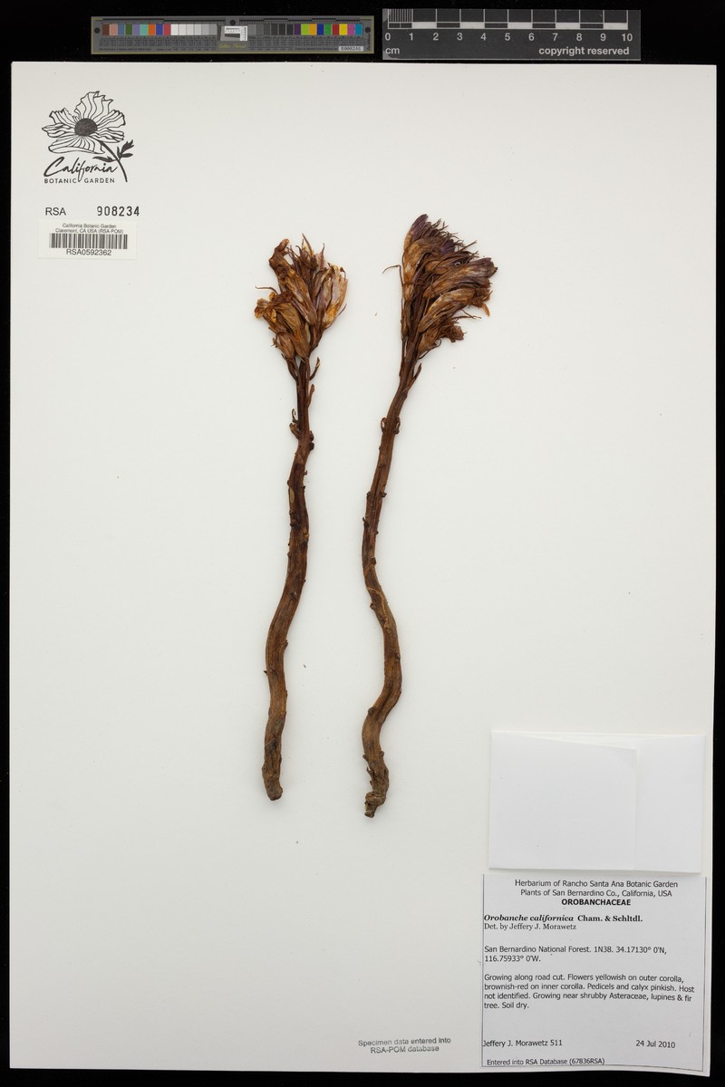 California Broomrape photo 2