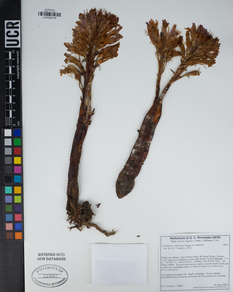 California Broomrape photo 3