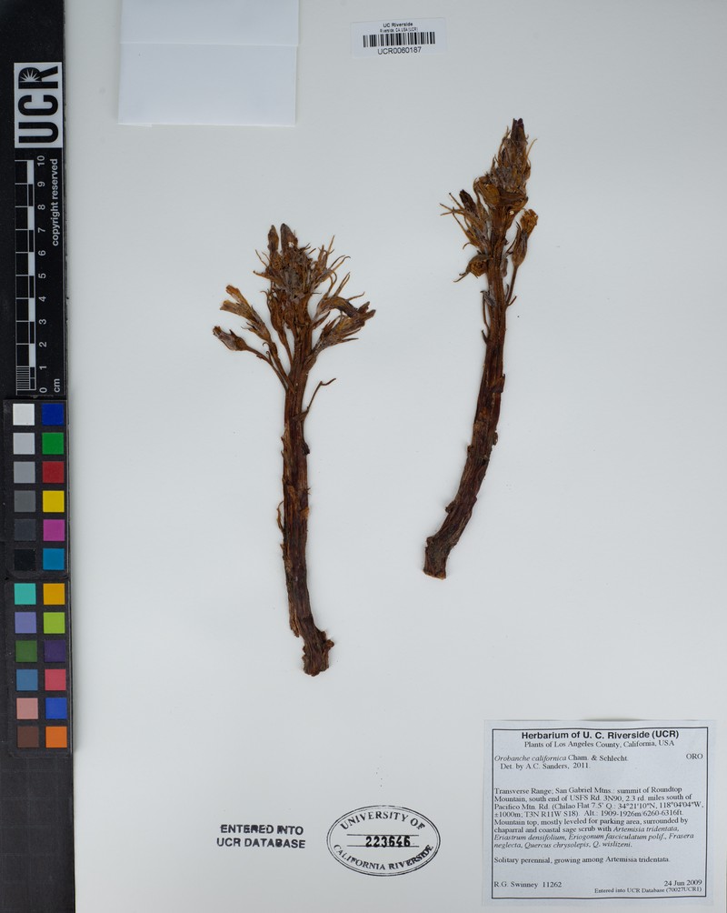 California Broomrape photo 4