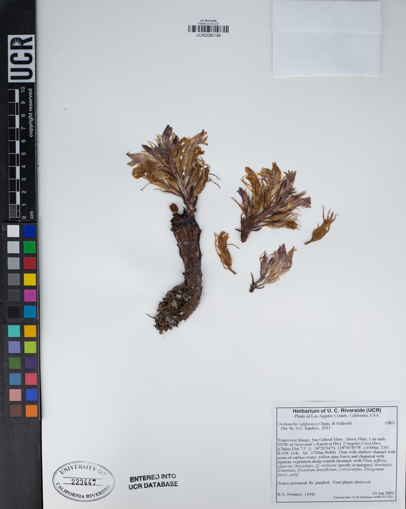 California Broomrape photo 5