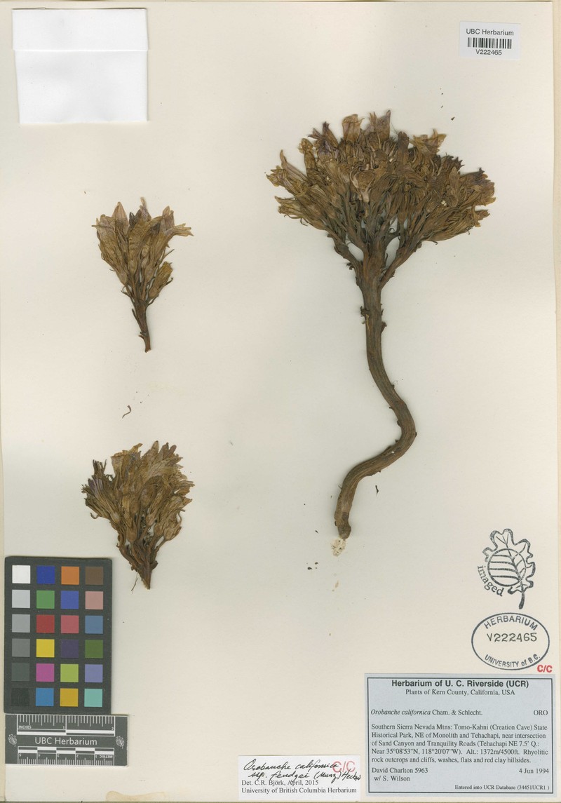 California Broomrape photo 6