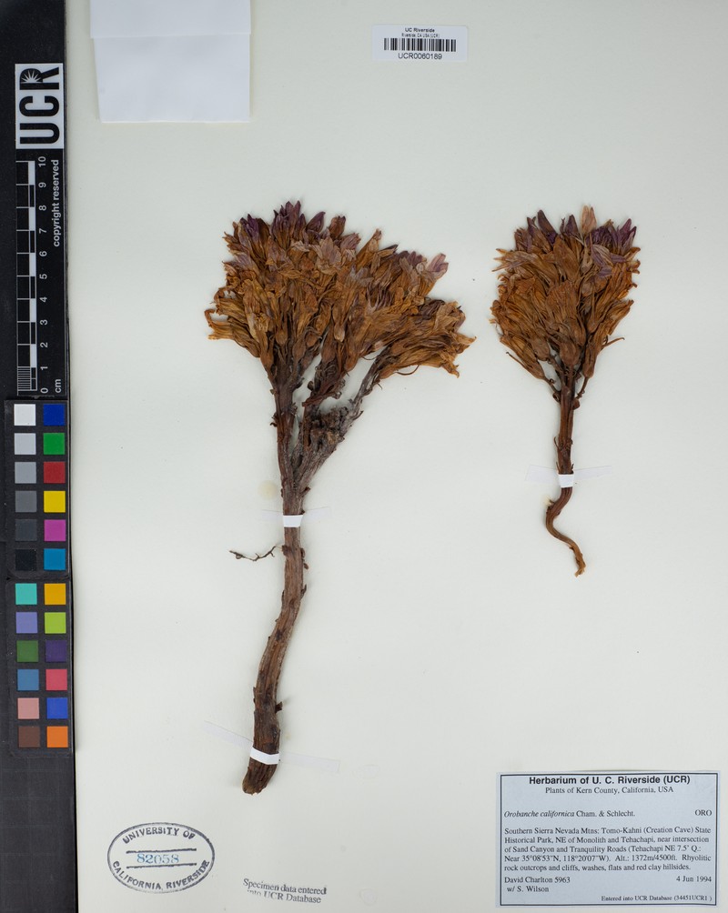 California Broomrape photo 7