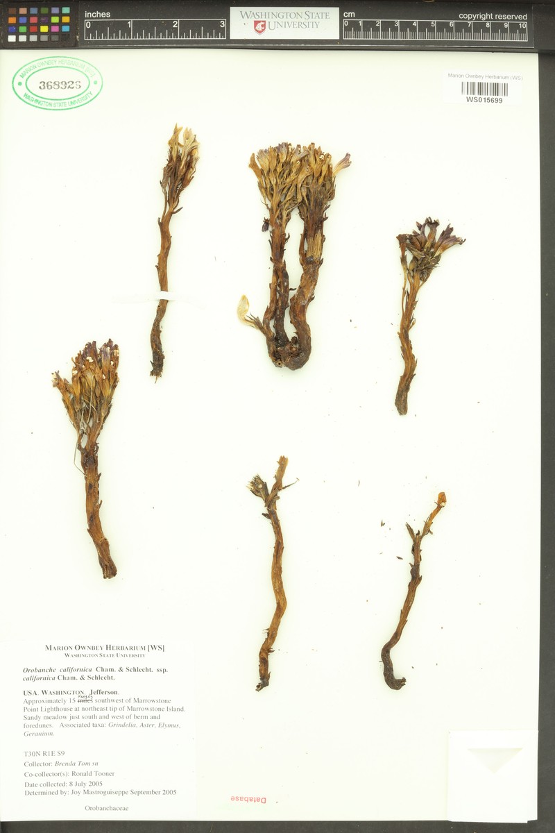 Orobanche californica subsp. californica