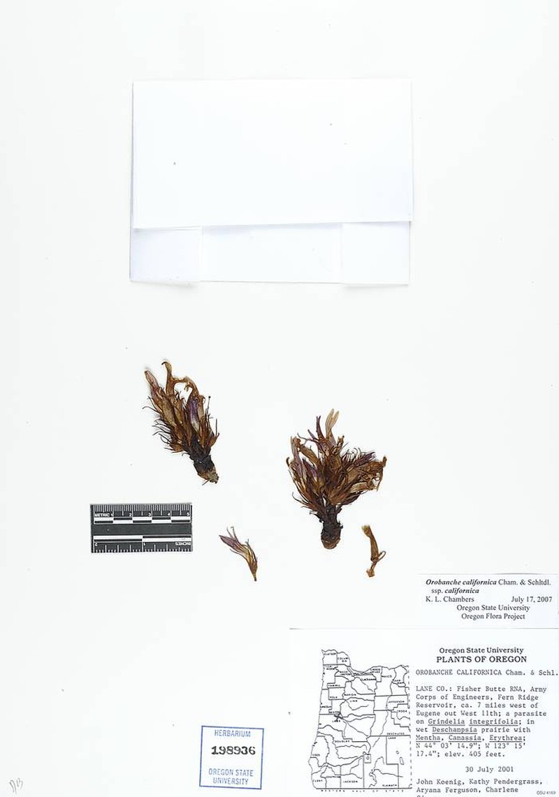 Orobanche californica subsp. californica photo 2