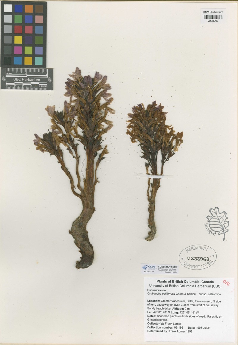 Orobanche californica subsp. californica photo 3