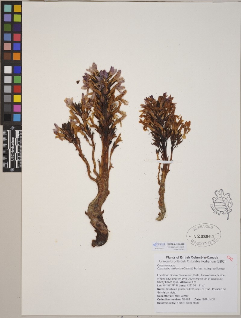 Orobanche californica subsp. californica photo 4