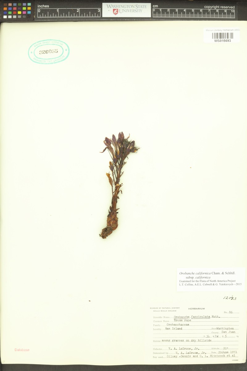 Orobanche californica subsp. californica photo 6