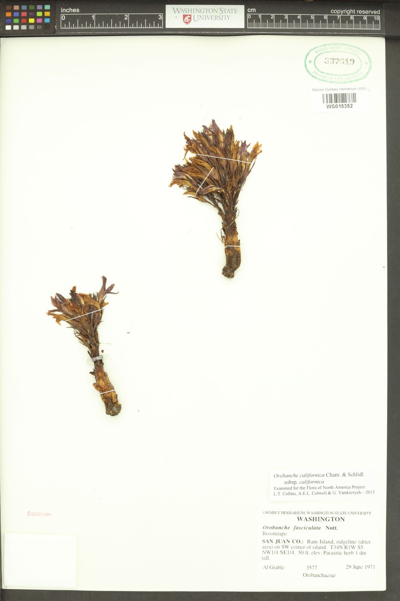 Orobanche californica subsp. californica photo 7