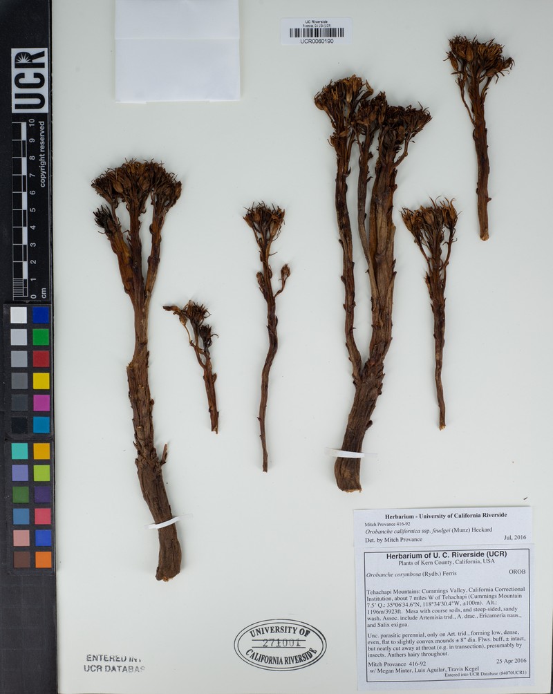 Orobanche californica subsp. feudgei