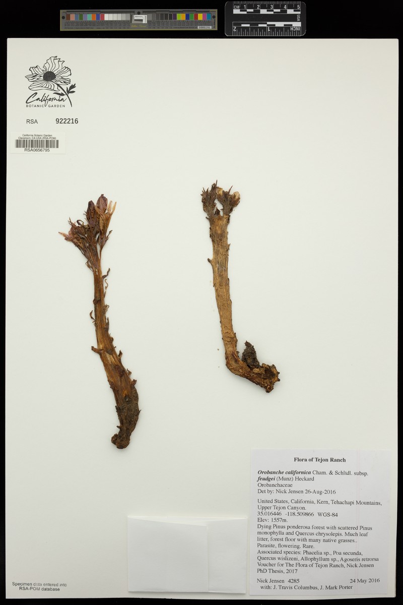 Orobanche californica subsp. feudgei photo 2
