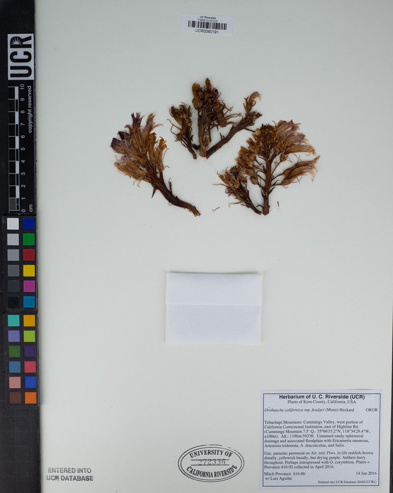 Orobanche californica subsp. feudgei photo 3