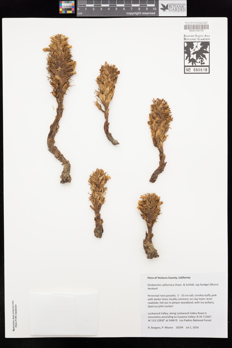Orobanche californica subsp. feudgei photo 4