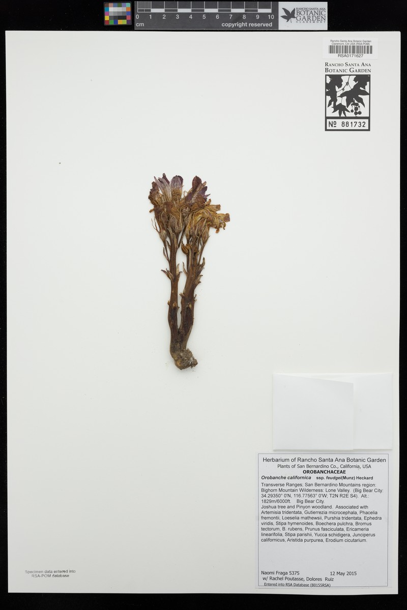 Orobanche californica subsp. feudgei photo 5
