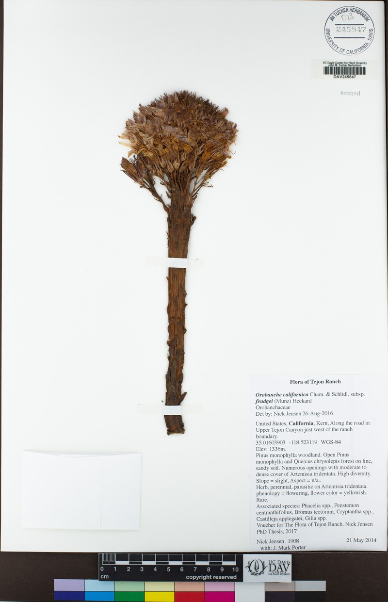 Orobanche californica subsp. feudgei photo 6