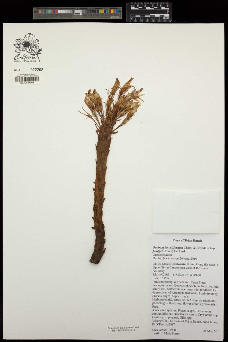 Orobanche californica subsp. feudgei photo 7