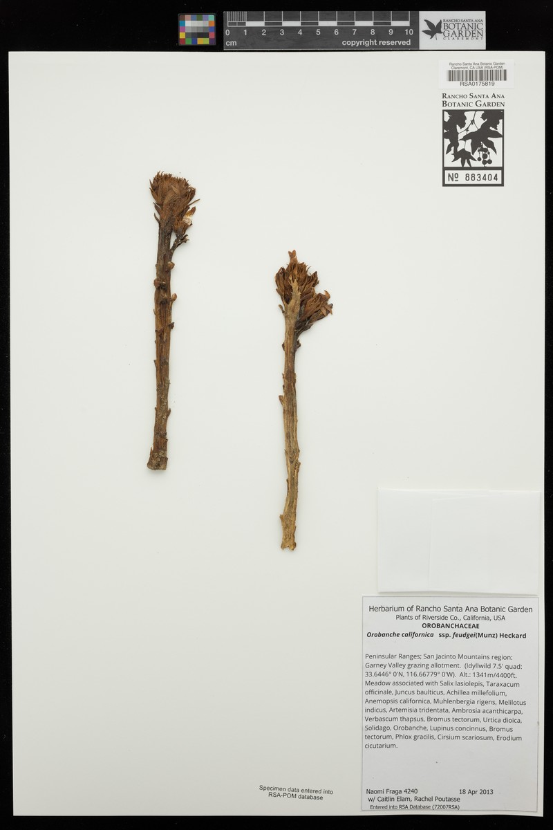 Orobanche californica subsp. feudgei photo 8