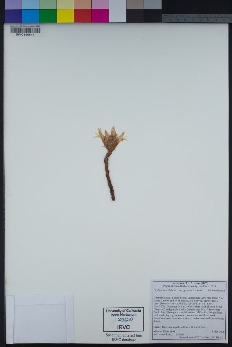 Orobanche californica subsp. grandis