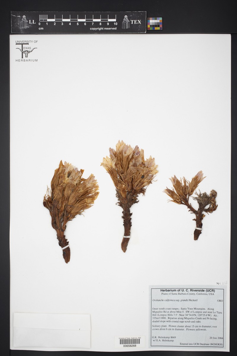 Orobanche californica subsp. grandis photo 2