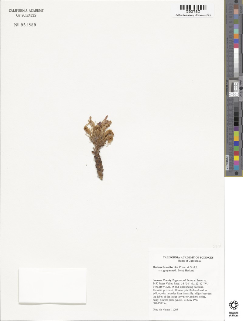 Orobanche californica subsp. grayana