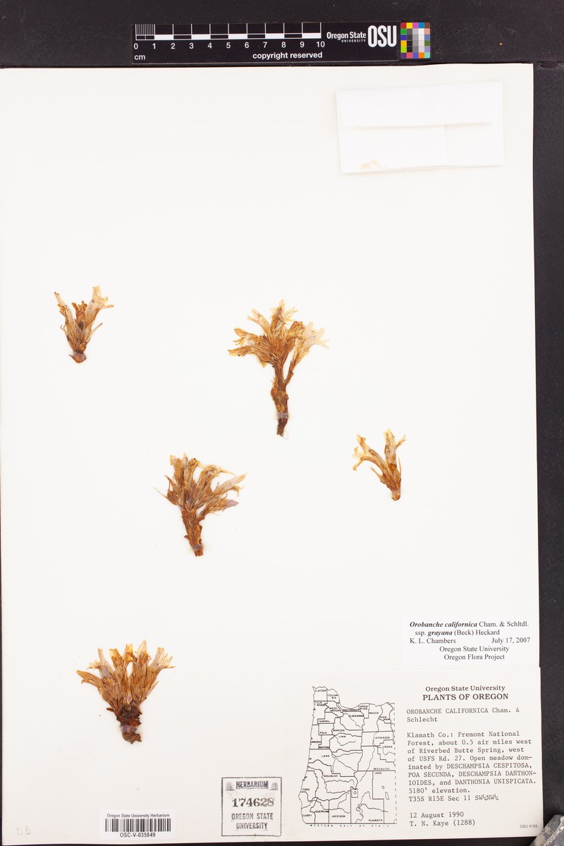 Orobanche californica subsp. grayana photo 2