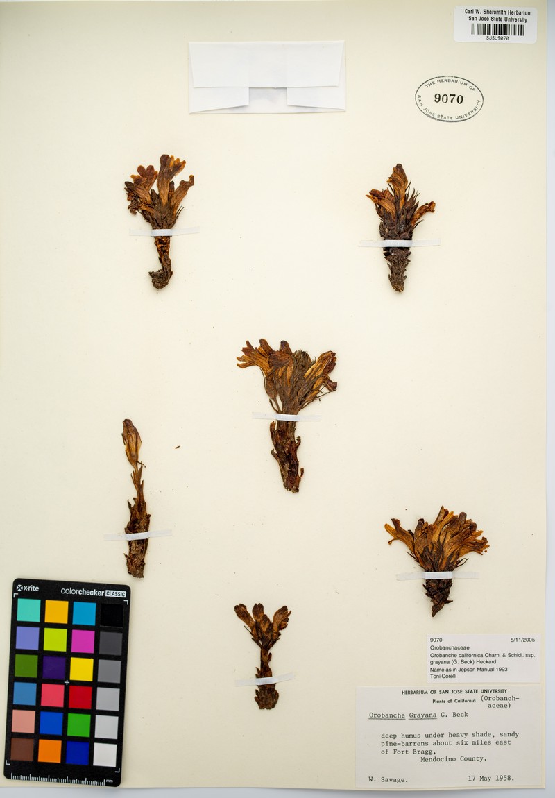 Orobanche californica subsp. grayana photo 3